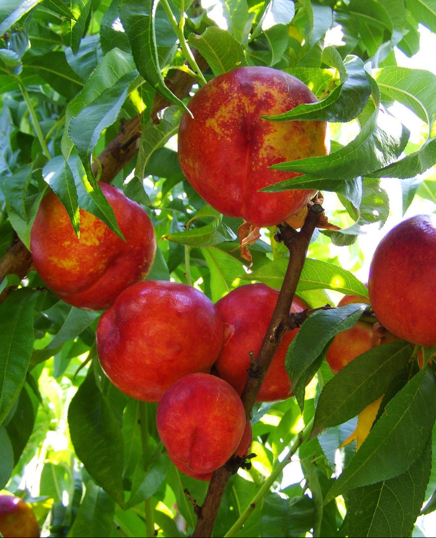 Nectarina