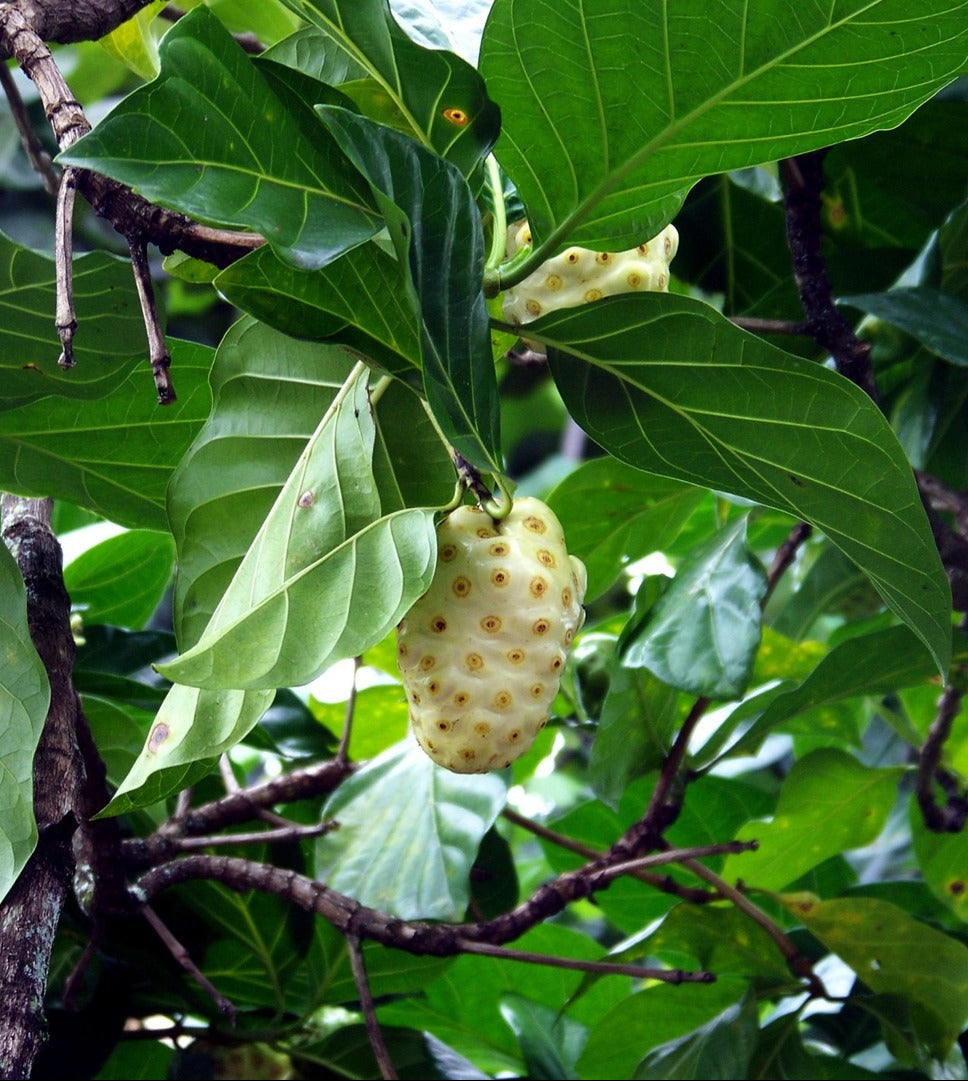Noni