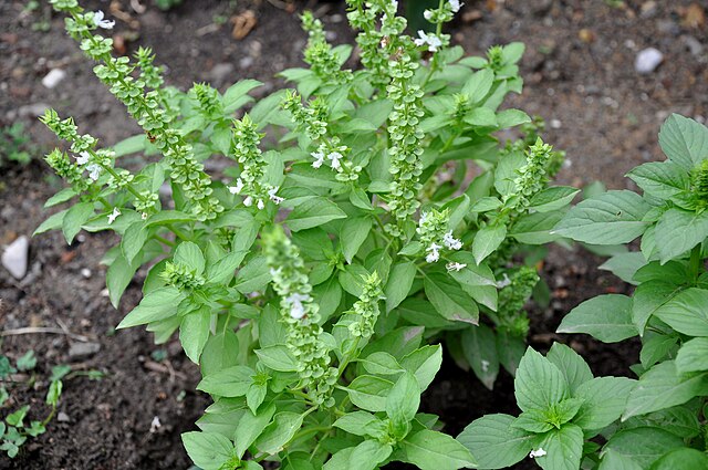 Albahaca silvestre