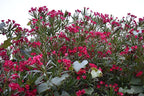 Oleander