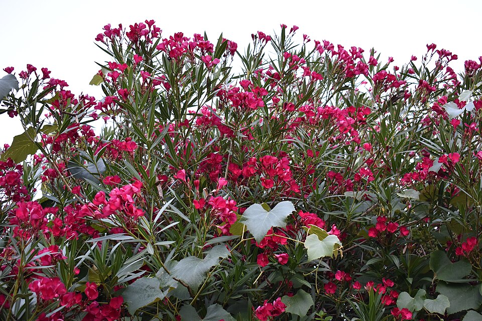 Oleander