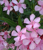 Oleander