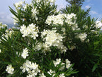 Oleander