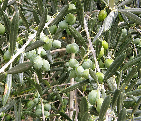 Olive