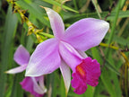 Orquídea de bambú
