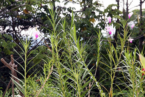 Bambusorchidee
