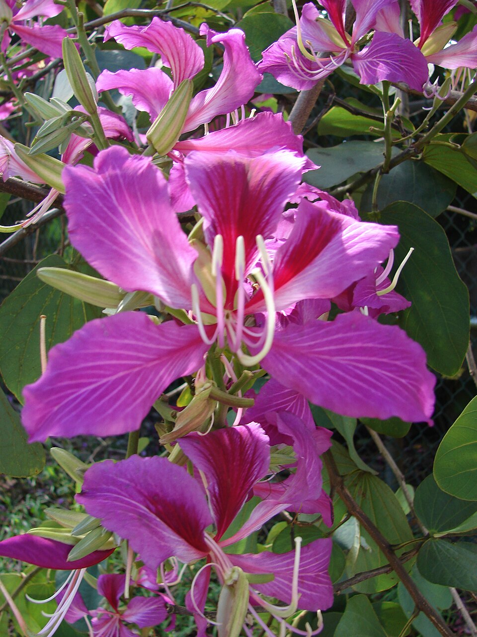 Árbol de orquídeas