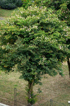 Lluvia de orquídeas