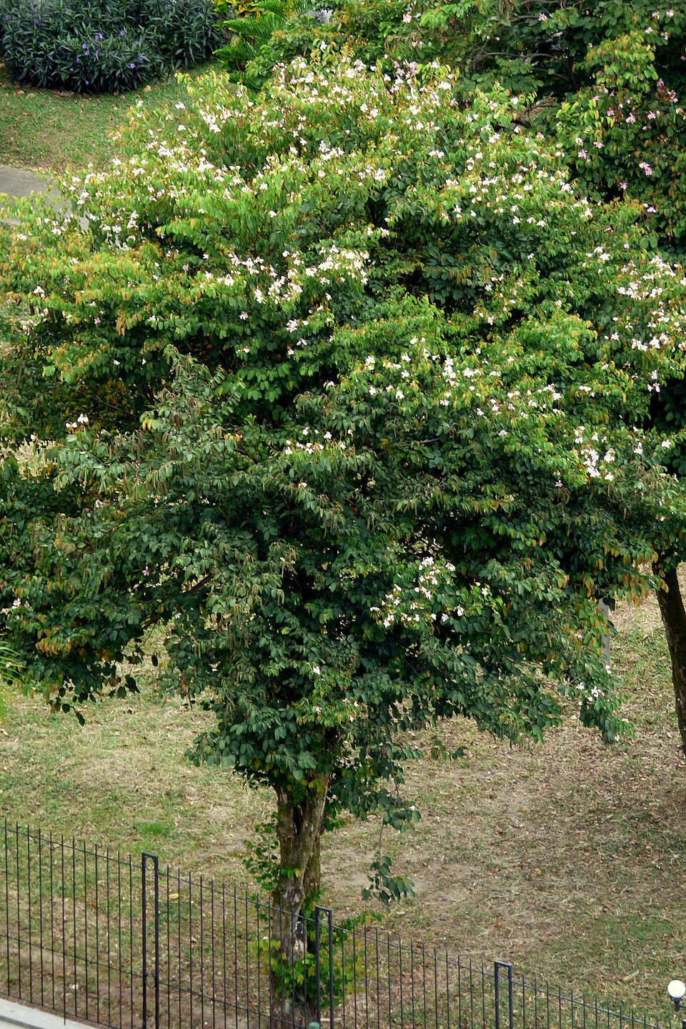Orchideenbaum