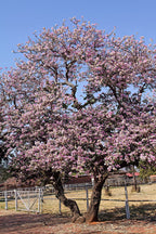 Lluvia de orquídeas
