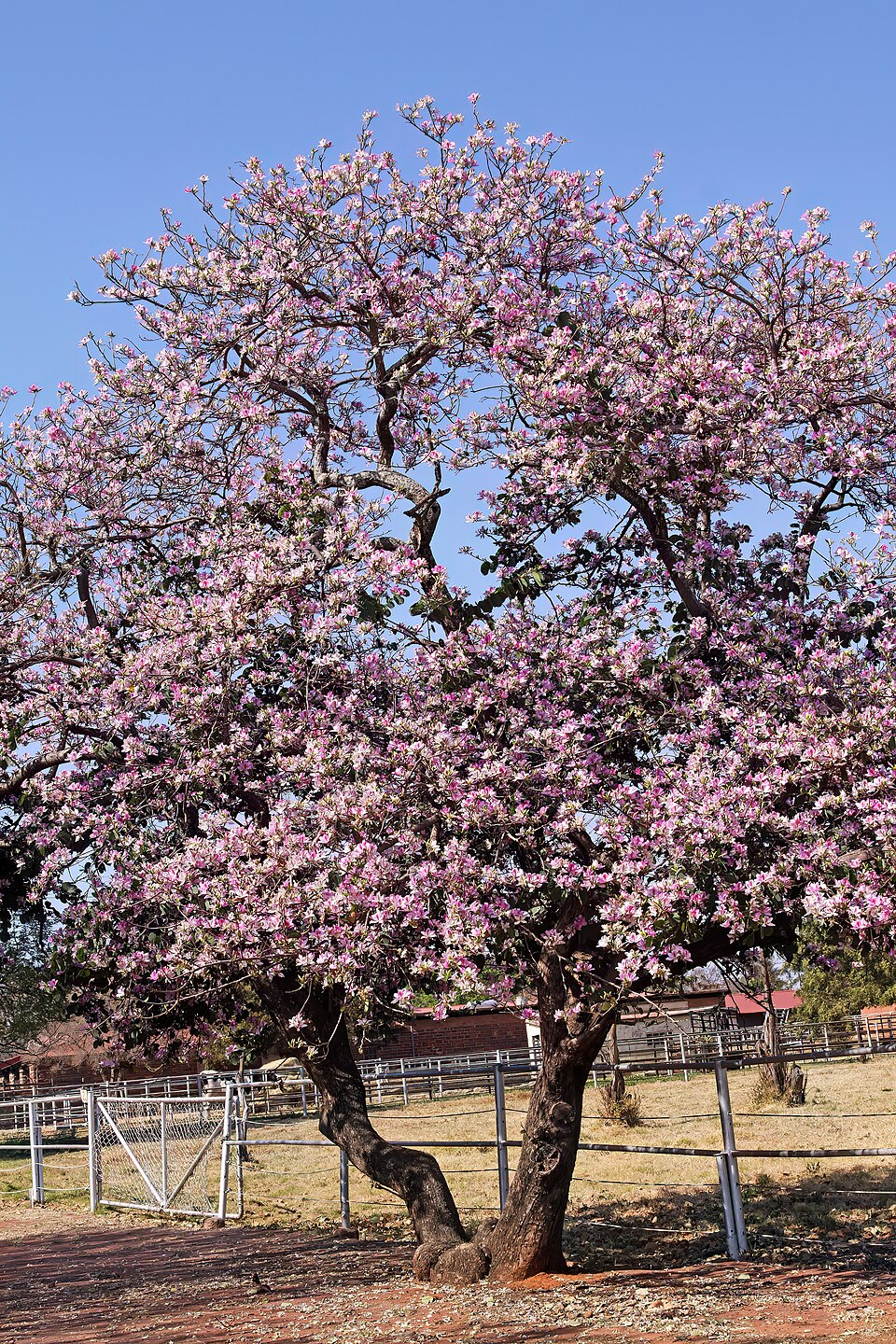 Orchideenbaum