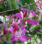 Lluvia de orquídeas