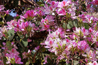 Lluvia de orquídeas