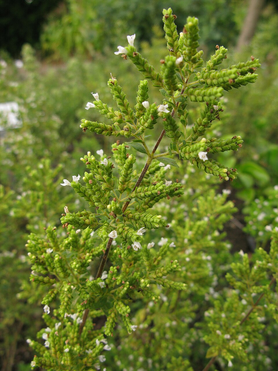 Maru Oregano