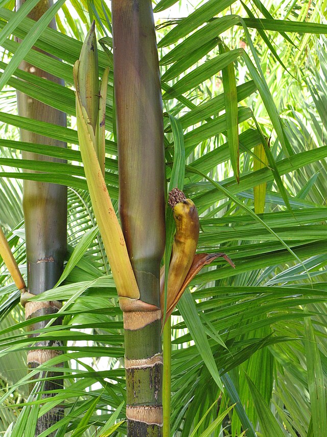 Heart of palm