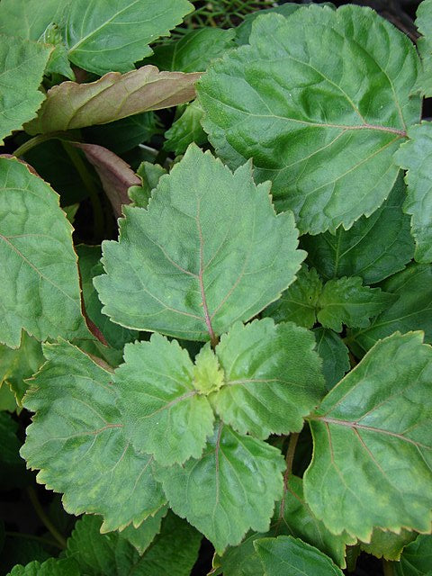 Pachuli