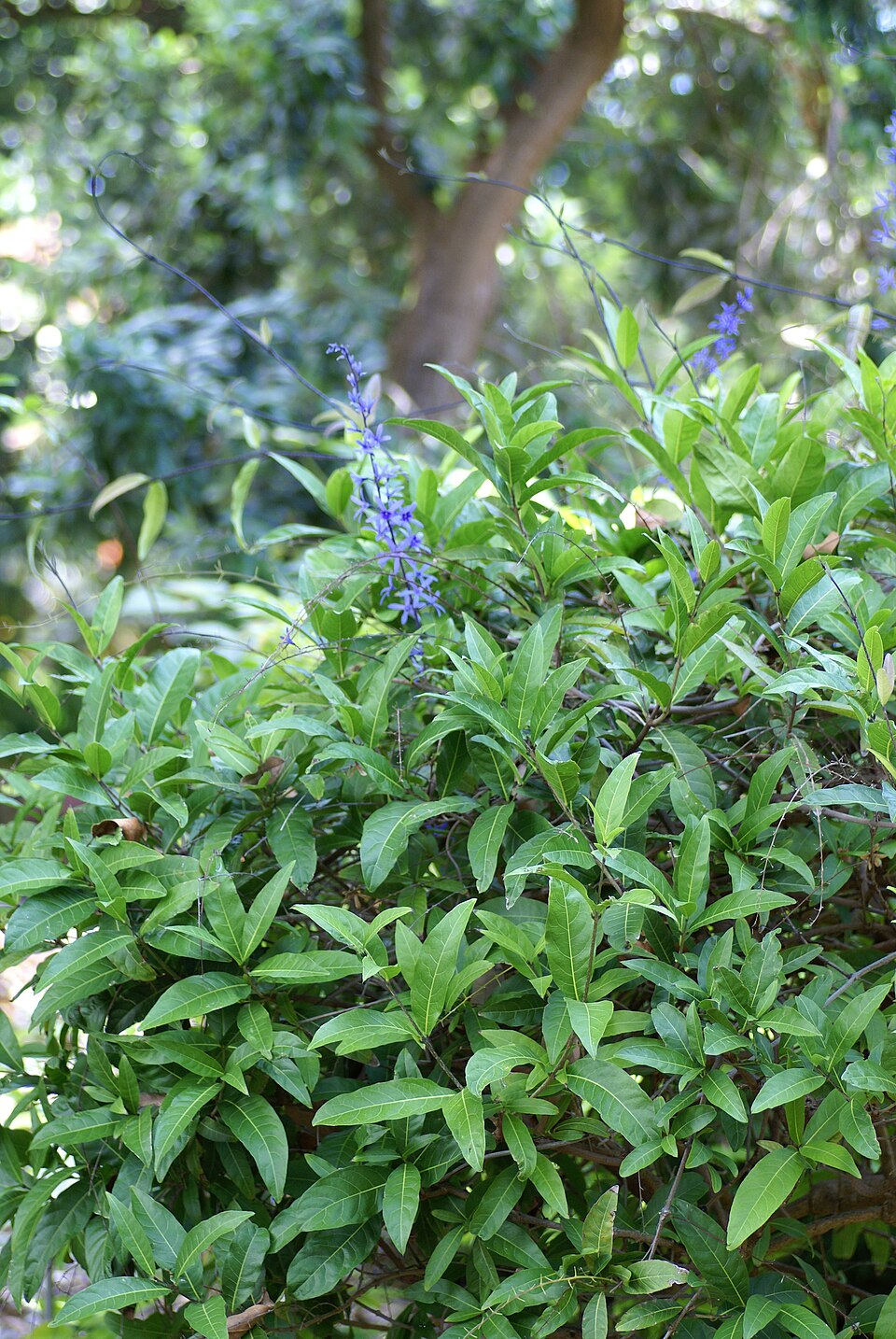Petrea