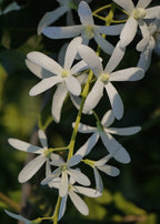 Petrea
