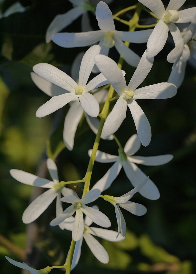 Petrea