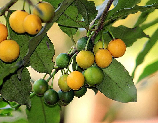 Pacuri