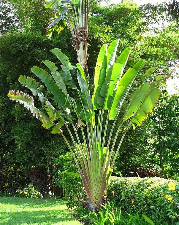 Palme der Reisenden