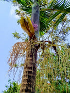 Palmera Real