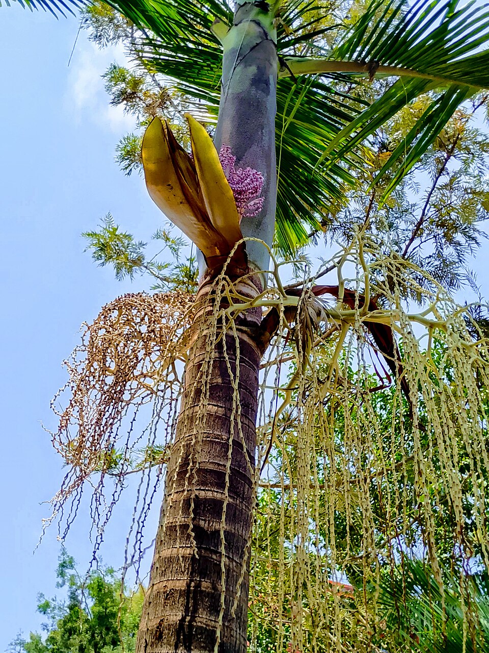 Real Palme