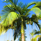 Palmera Real