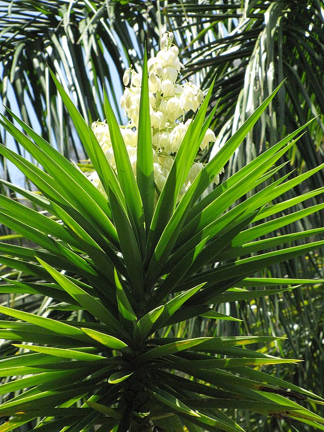 Giant Yucca