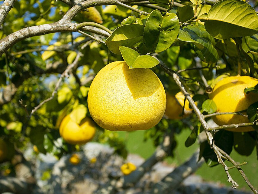Grapefruit