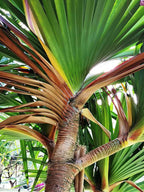 Schraubenpalme