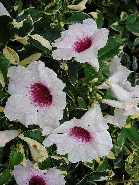 Bignonia amarilla