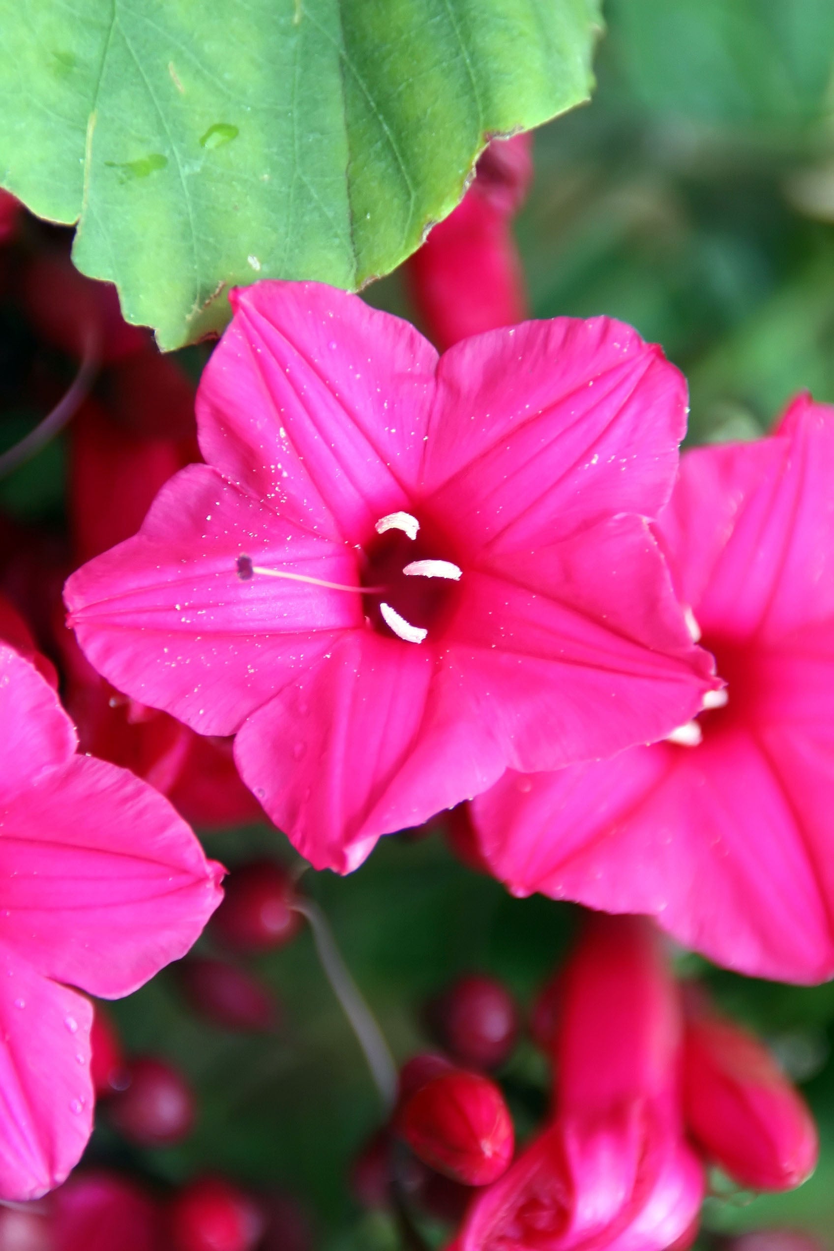 Ipomoea horsfalliae