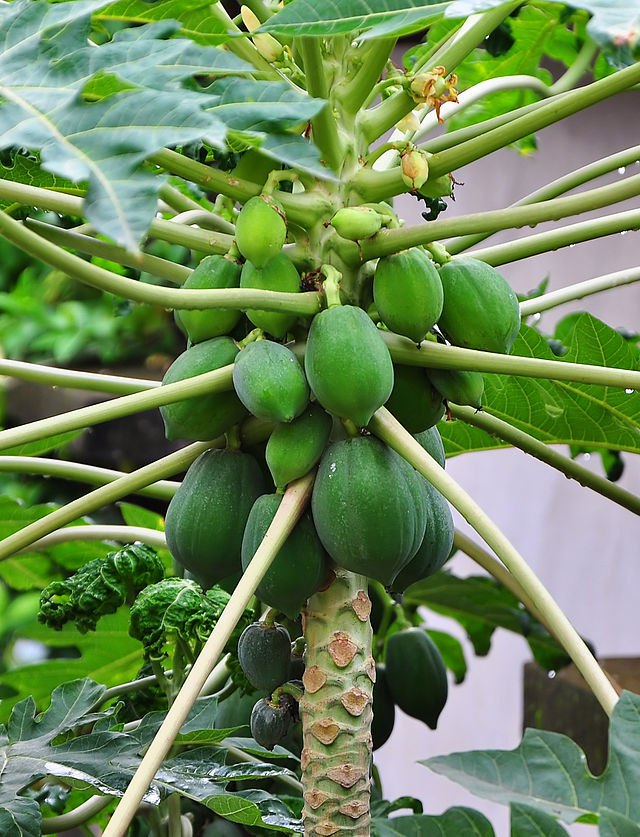 Papaya