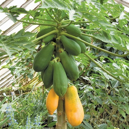 Papaya