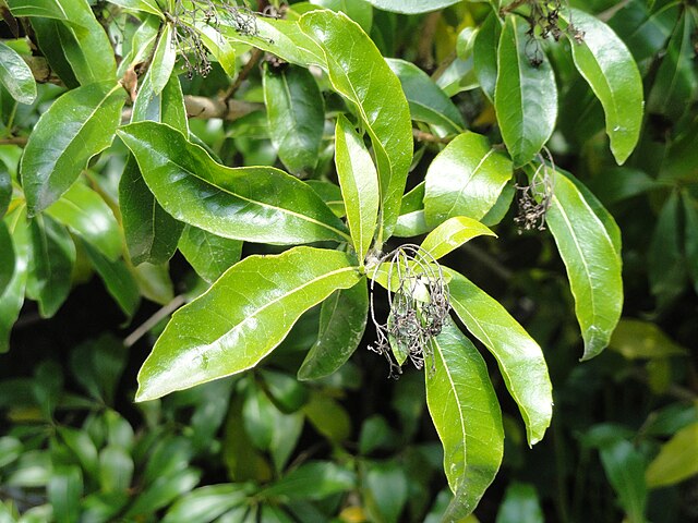 Guayuvirá