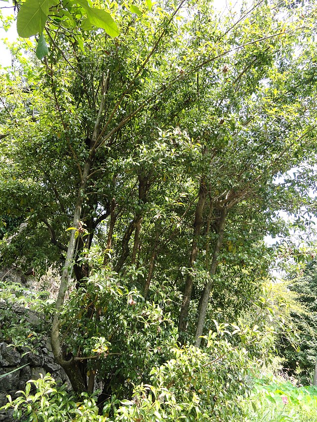 Guayuvirá