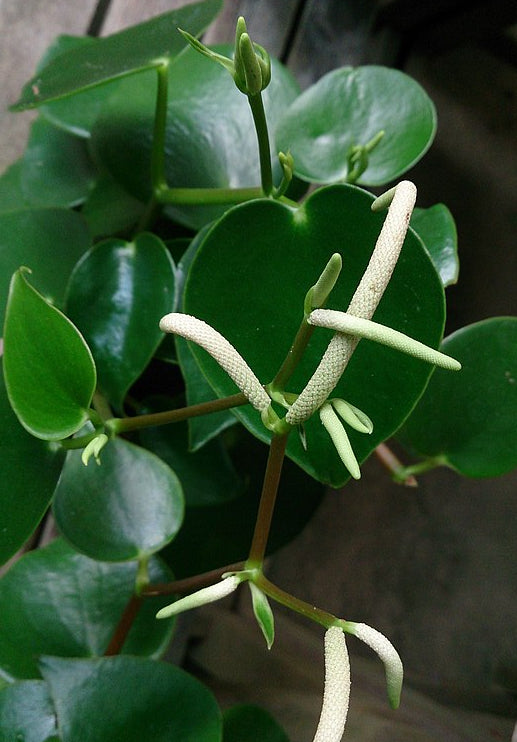 Peperomia