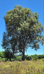 Peteribí