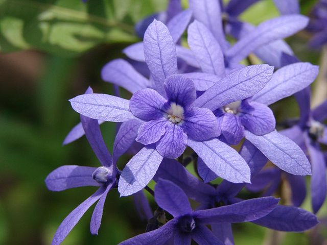 Petrea