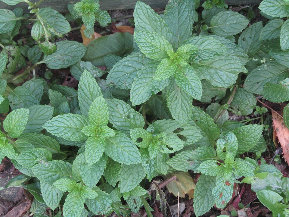 Peppermint