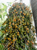 Pindó