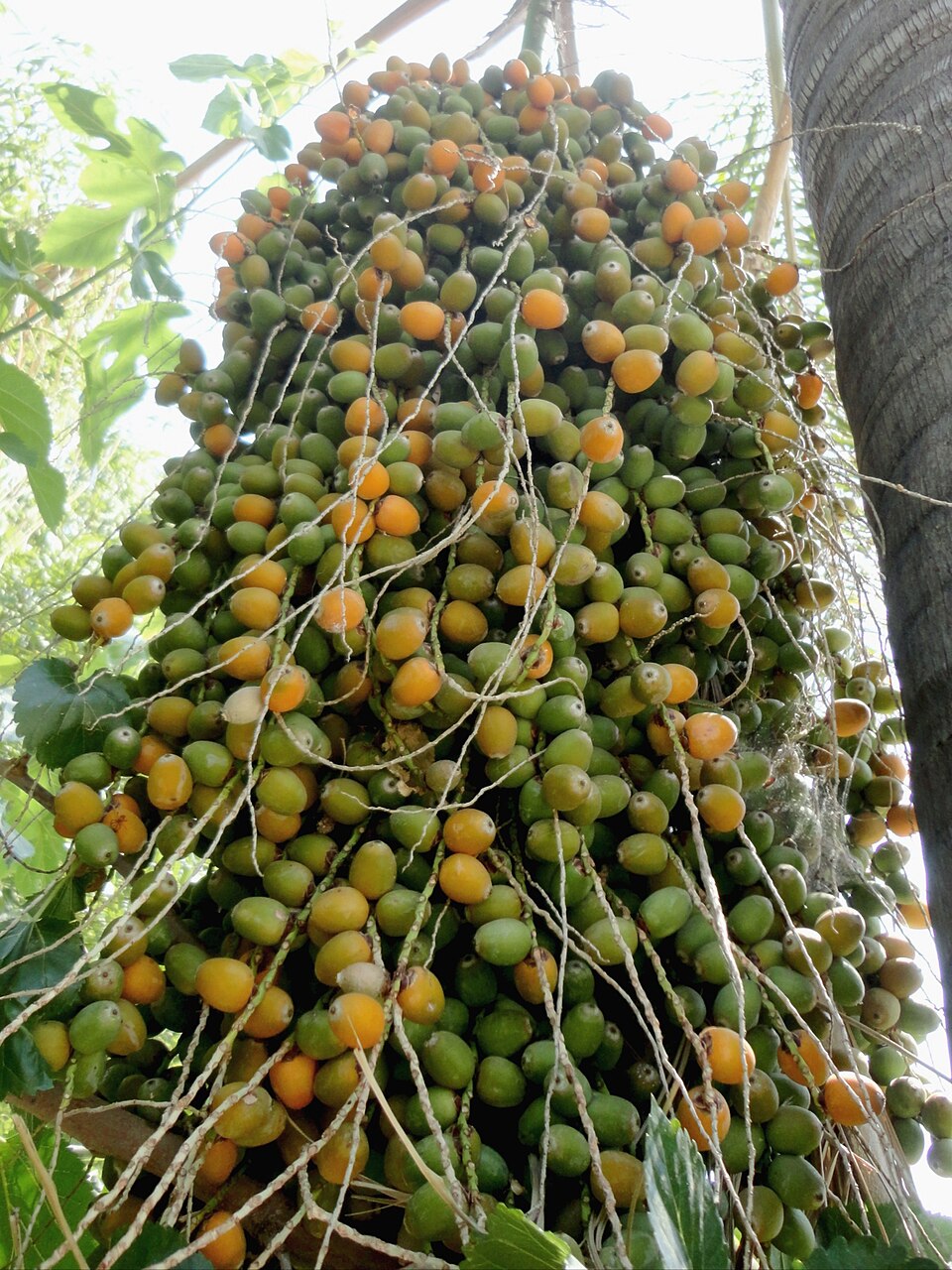 Pindó