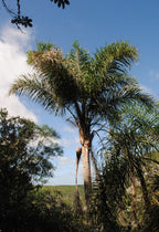 Pindó