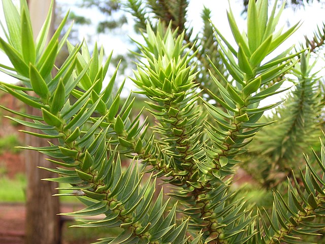 Pine nut