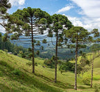 Pine nut