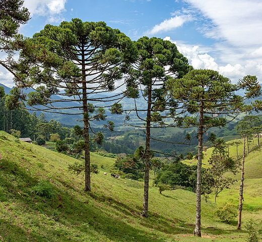 Pine nut