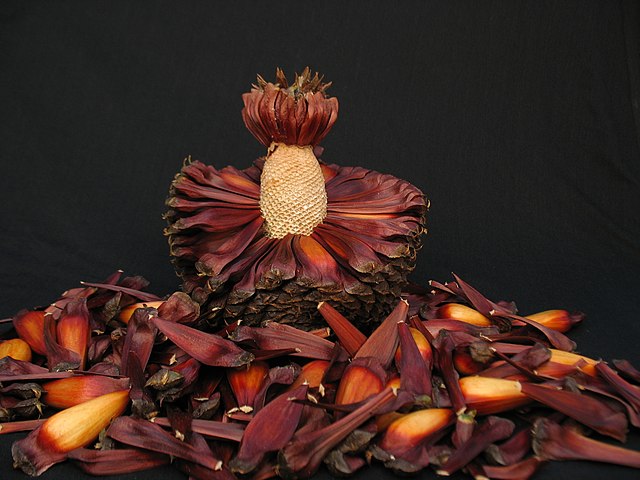 Pine nut