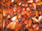 Pine nut
