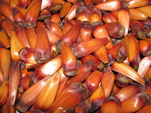 Pine nut